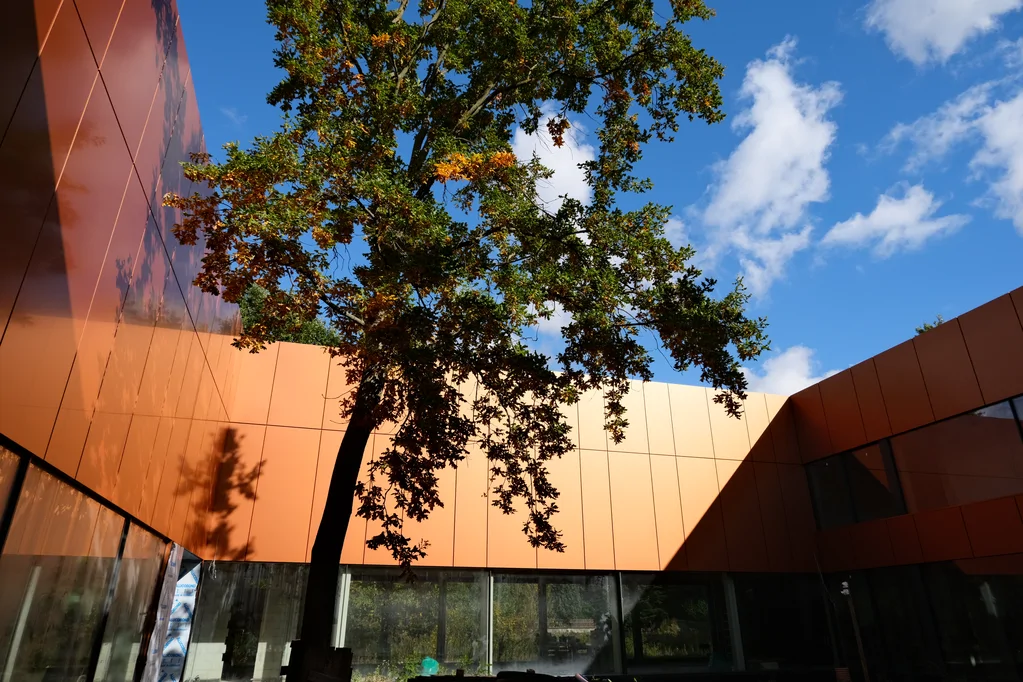 Patio z drzewem i elewacją z płyt elewacyjnych w odcieniu corten